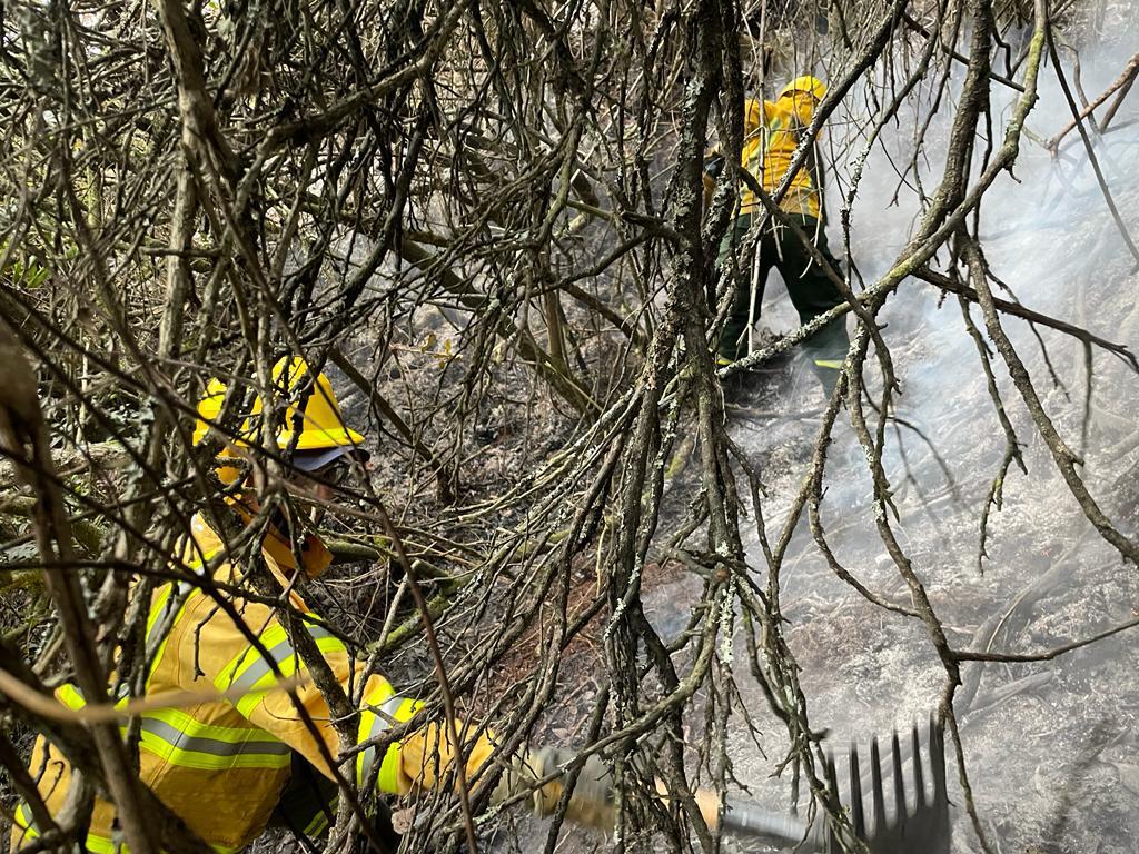 Bomberos controlan un incendio forestal