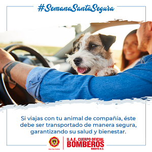 Persona manejando un vehículo acompañado de un perro y su esposa