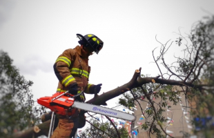 ¿Cuándo los Bomberos intervienen los árboles?