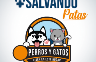 se muestra un perro y un gato saludando 