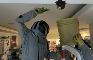 Las abejas no son una amenaza.